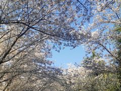 -樱花山风景区