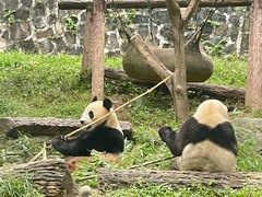 -都江堰中华大熊猫苑