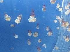 -芜湖新华联大白鲸海洋公园