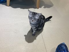 -藏猫猫咖啡主题馆(中央大道店)