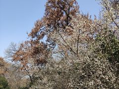 -南京市江宁方山