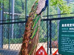 -北京麋鹿生态实验中心