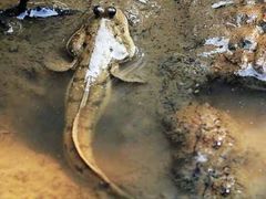 -北海金海湾红树林生态旅游区