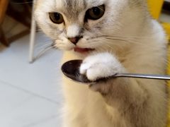 -我爱猫咪·猫咖·狗咖·安哥拉兔·羊驼咖(小寨华旗店)