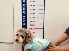 -伟伟宠物医院·CT影像中心·瑞派犬猫综合性门诊(汉口总院)