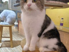 -喵小馆·猫咖狗咖猪咖·饮品店