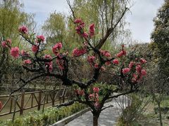 -南汇桃花村