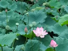 -荔湾湖公园