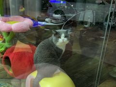 -糯米喵星人总部直营旗舰店·猫舍·幼猫出售