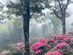 -梧桐山风景名胜区