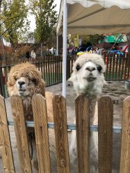 -萌宠亲子动物乐园(槐房万达店)