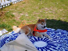 -TIPPI营地 房车主题·露营烧烤团建轰趴(天安假日店)