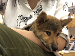 -豆柴町-柴犬主题狗咖(红鼎国际C座店)