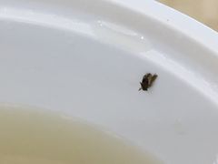 -明记港式烧腊茶餐厅(下沙店)
