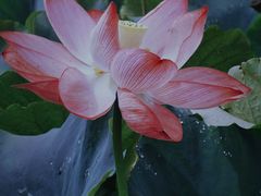 -普者黑风景区-青龙山