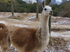 -杭州野生动物世界
