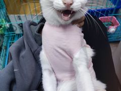 -乐派堂宠物医院·猫友好· 心脏科(东街店)