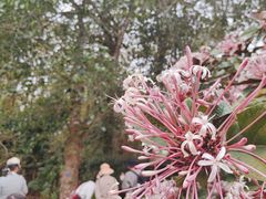 -中国科学院西双版纳热带植物园