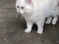 -喵屿·大理花园猫咖