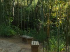 -深圳仙湖植物园