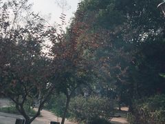 -东湖落雁景区
