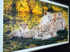 -罗红摄影艺术馆