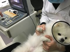 -中农大我爱我爱24h动物医院·中医针灸·猫专科·骨科医疗中心(双井店)