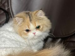 -猫大福·Fortune Cat猫舍(百子湾店)