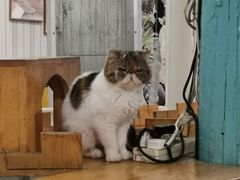 -猫小院猫主题咖啡厅(北锣店)