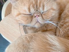 -飞行喵MR PILOT|猫舍·猫咖(静安大融城店)