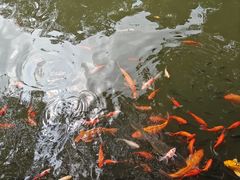 -碧江金楼