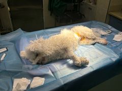 -动物缘宠物医院·骨科·猫科(西二环店)