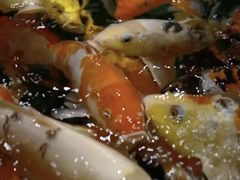 -龙悦湾酒家·八阵鱼生·渔人码头店