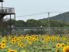 -苏州太湖西山岛开心农场