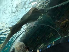 -瑞普利水族馆