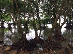 -宝安西湾红树林湿地公园