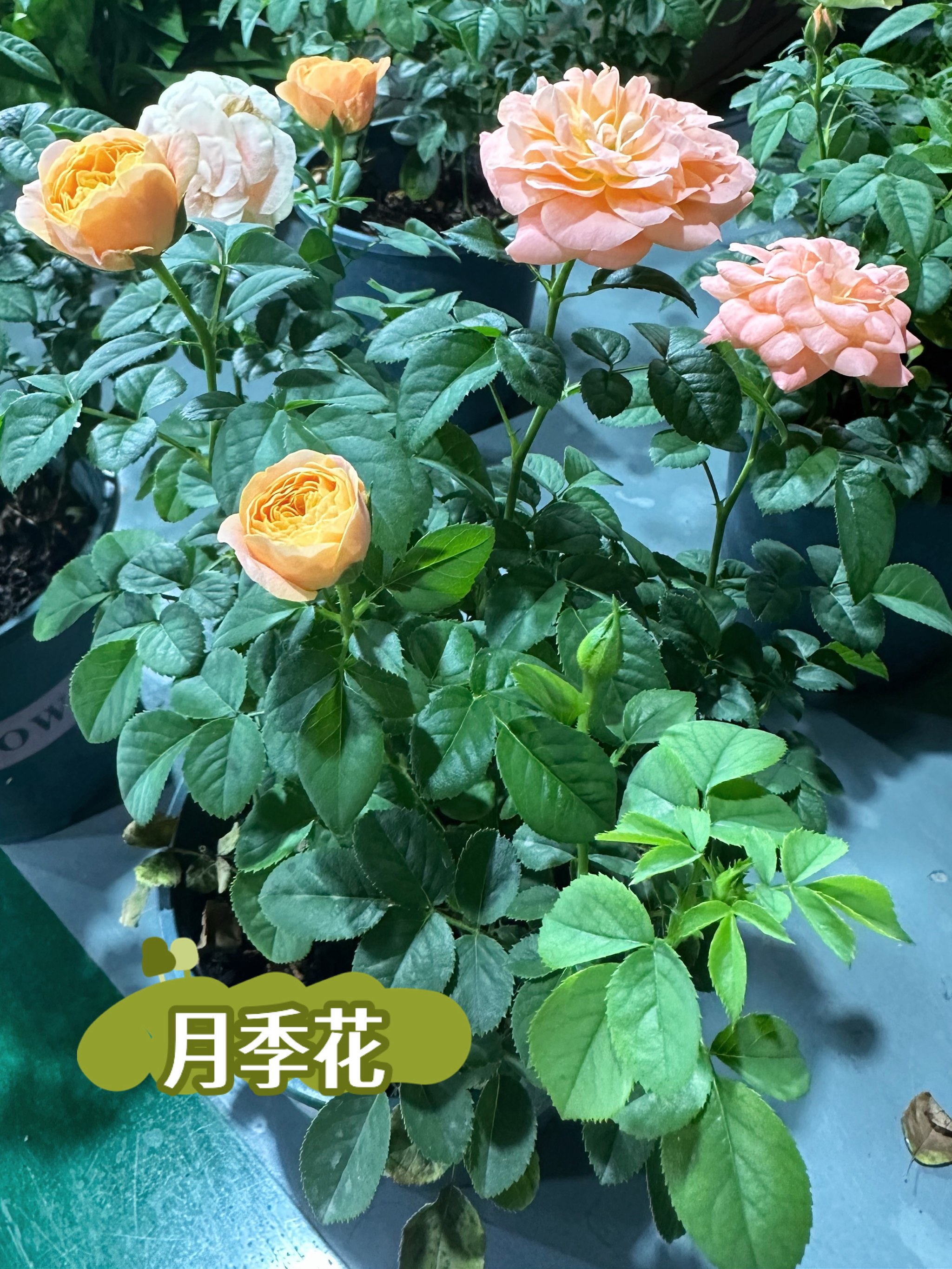 月季花的生长变化图片