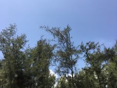 -玫瑰海岸文化旅游度假区