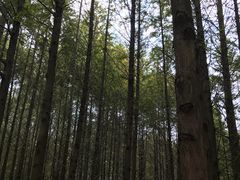 -日照海滨国家森林公园
