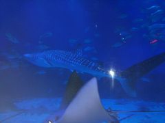 -烟台海昌鲸鲨海洋公园