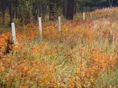 -塞罕坝国家级自然保护区