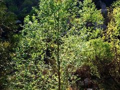 -碓臼峪自然风景区