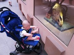 -陕西自然博物馆