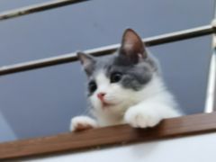 -lincat·猫舍(广州店)
