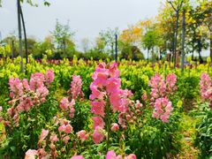 -天适樱花悠乐园