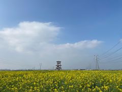 -西京湾花海