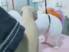 -宠匠·爱宠堡 PET CASTLE