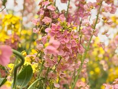 -三圣花乡旅游区