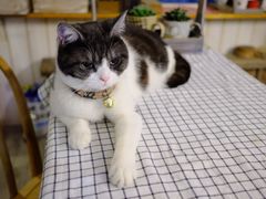 -海边的猫和咖啡馆
