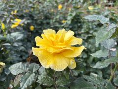 -人民公园(罗湖区)